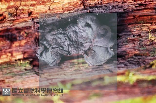 炭角菌屬藏品圖，第4張