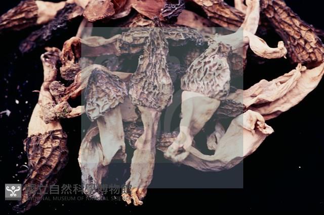 登錄號:F0004560藏品圖，第4張