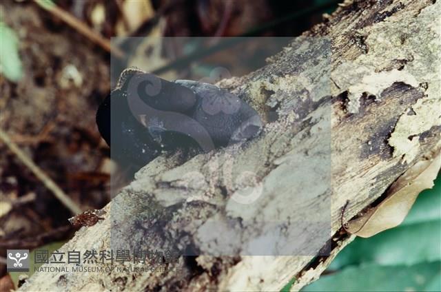 登錄號:F0004060藏品圖，第4張