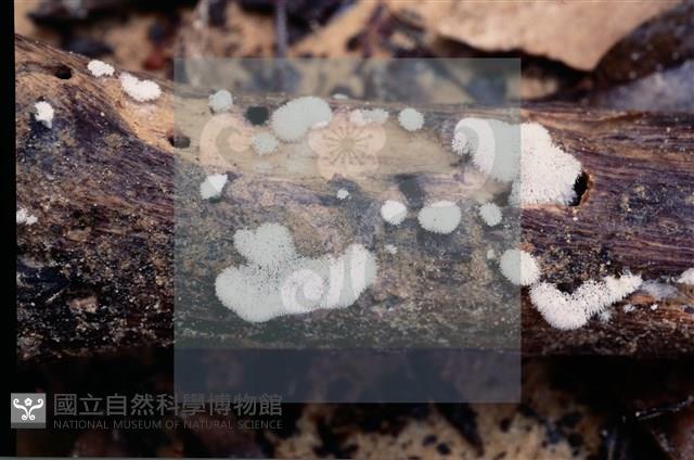 登錄號:F0008920藏品圖，第3張