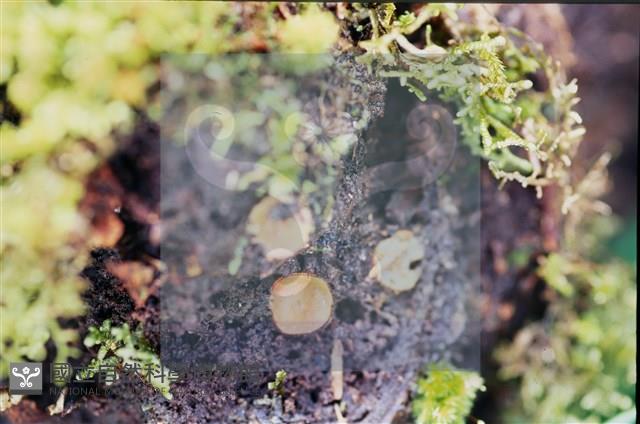 Accession Number:F0011320 Collection Image, Figure 5, Total 5 Figures