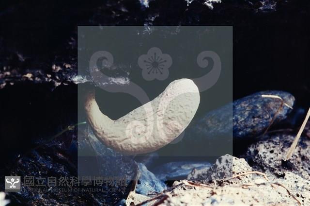 登錄號:F0002600藏品圖，第5張