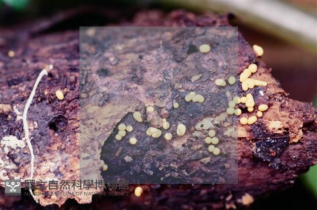 登錄號:F0005400藏品圖，第3張