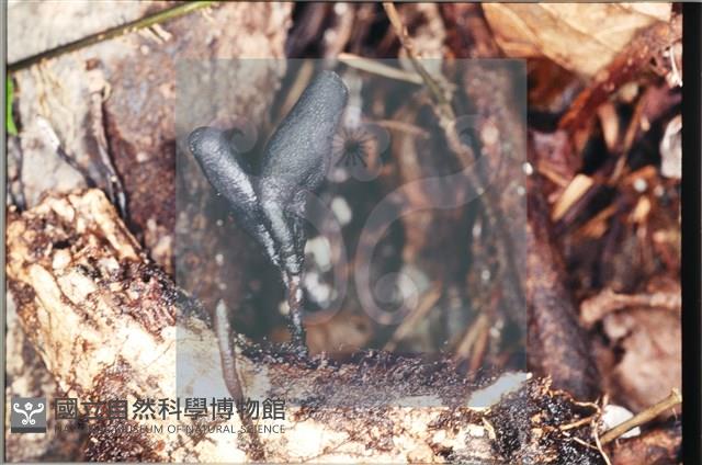 炭角菌屬藏品圖，第4張