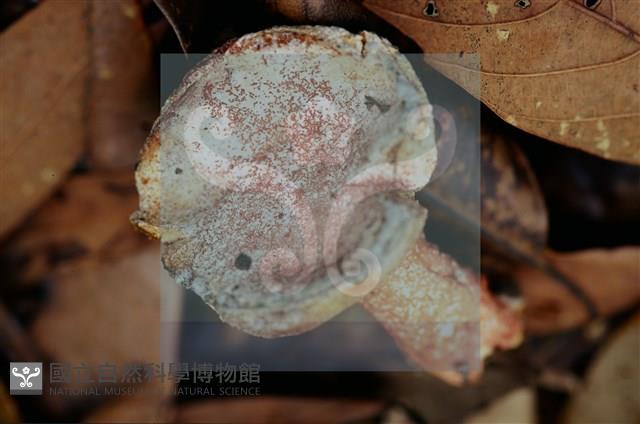 登錄號:F0011300藏品圖，第4張