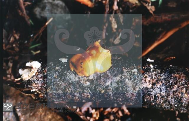 登錄號:F0013910藏品圖，第4張