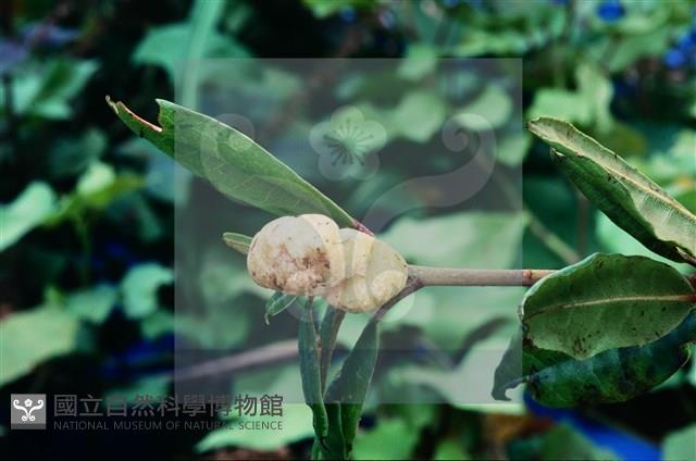 登錄號:F0005310藏品圖，第4張