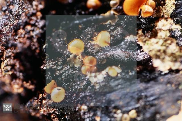 登錄號:F0018650藏品圖，第3張