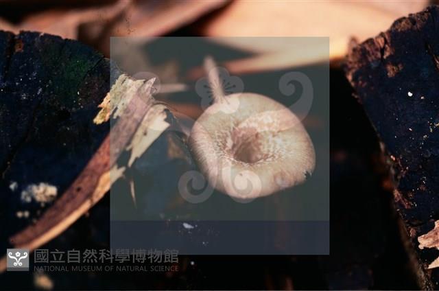 登錄號:F0015650藏品圖，第4張