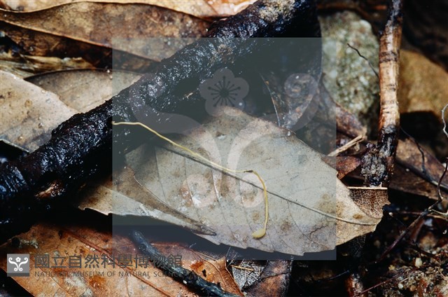登錄號:F0003450藏品圖，第3張