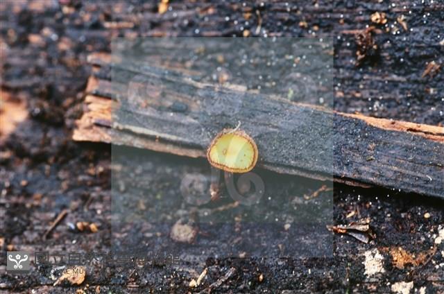 登錄號:F0018640藏品圖，第3張