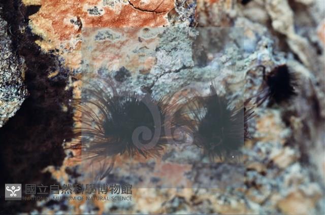 登錄號:F0005140藏品圖，第3張