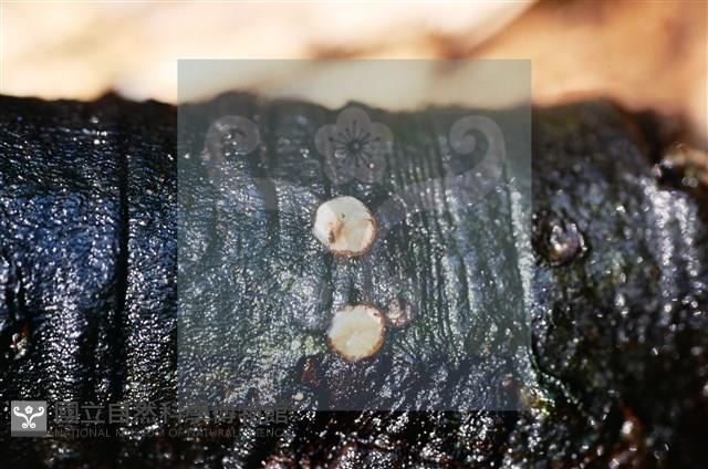 登錄號:F0015040藏品圖，第3張