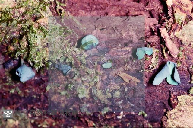 登錄號:F0005390藏品圖，第3張