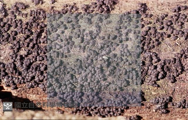 登錄號:F0013880藏品圖，第3張