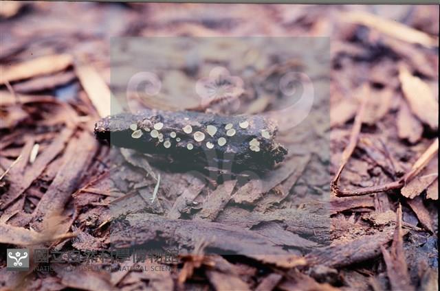 登錄號:F0010180藏品圖，第3張