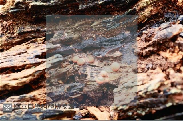 Accession Number:F0009830 Collection Image, Figure 3, Total 3 Figures