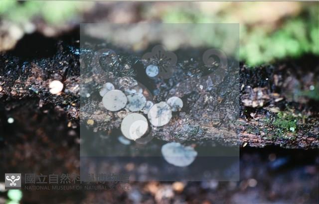 登錄號:F0014630藏品圖，第4張