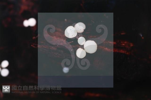 Accession Number:F0019730 Collection Image, Figure 4, Total 6 Figures