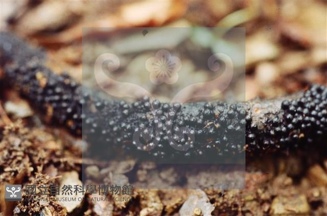 Accession Number:F0009870 Collection Image, Figure 5, Total 6 Figures