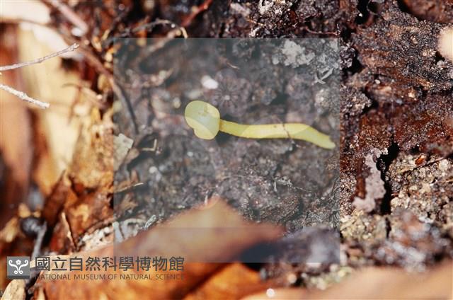 Accession Number:F0003670 Collection Image, Figure 3, Total 3 Figures