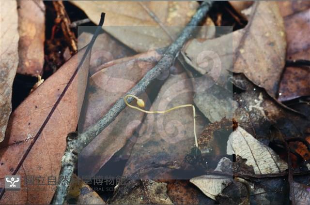 登錄號:F0007370藏品圖，第3張