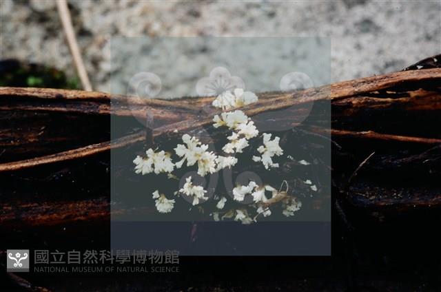 登錄號:F0004066藏品圖，第4張