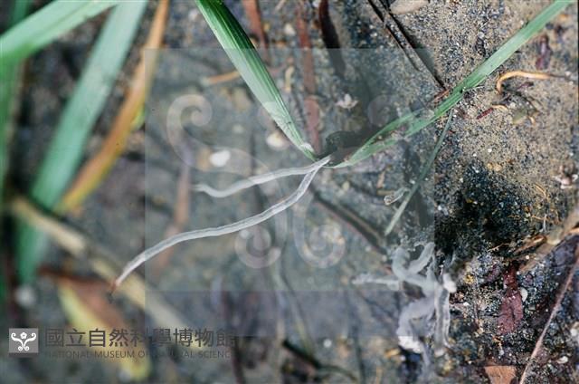 登錄號:F0016526藏品圖，第5張