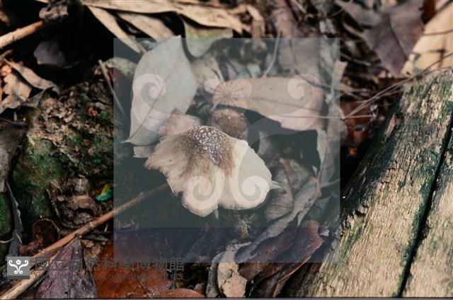 登錄號:F0015656藏品圖，第4張