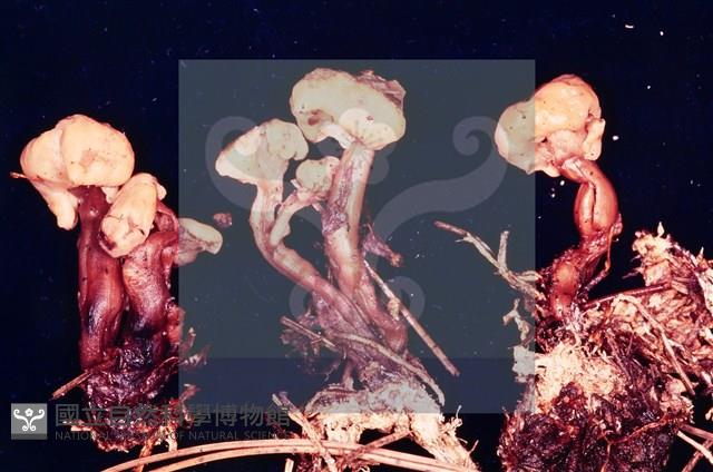 登錄號:F0004056藏品圖，第4張