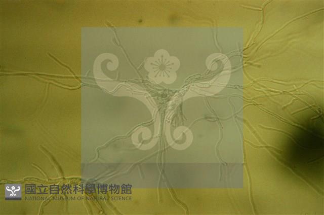 登錄號:F0009946藏品圖，第3張