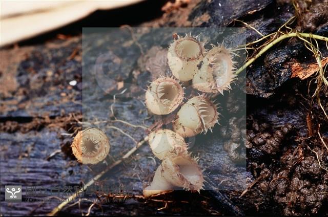 登錄號:F0018646藏品圖，第4張