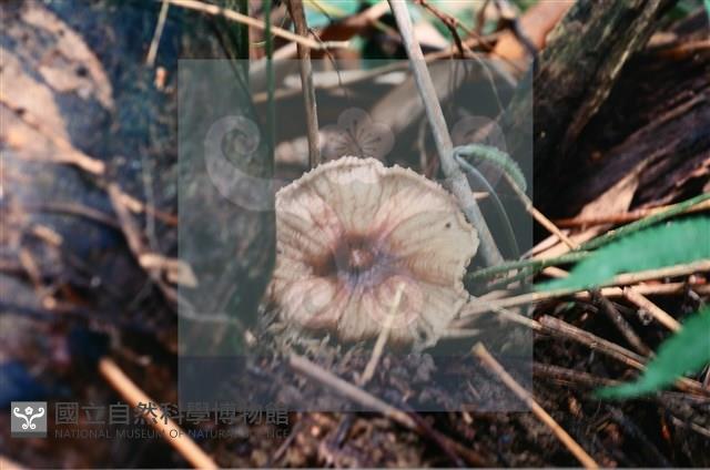 登錄號:F0015646藏品圖，第4張