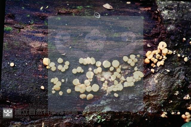 登錄號:F0005146藏品圖，第3張