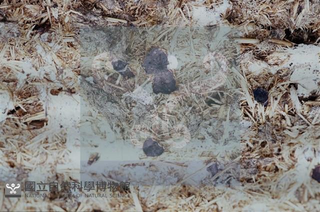 登錄號:F0011296藏品圖，第3張