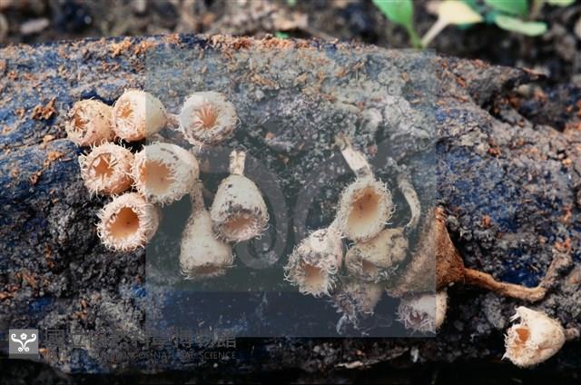 登錄號:F0005296藏品圖，第5張