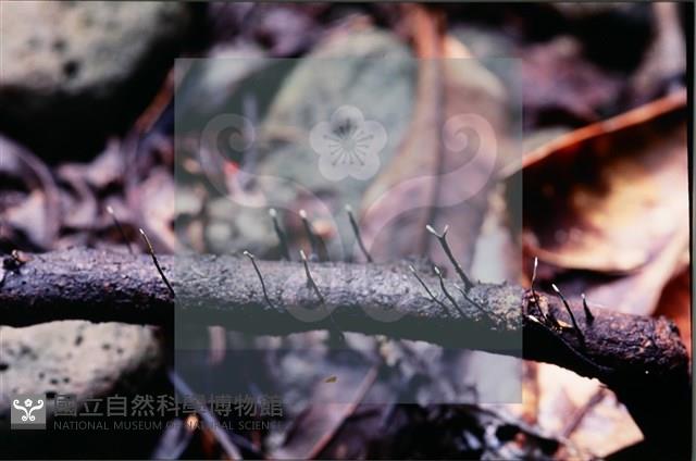 炭角菌屬藏品圖，第4張