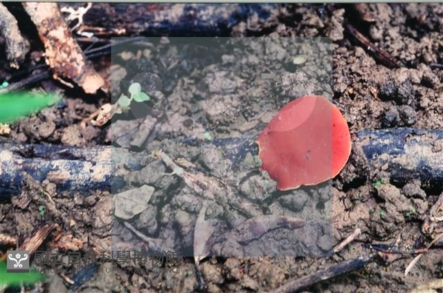 登錄號:F0007686藏品圖，第4張