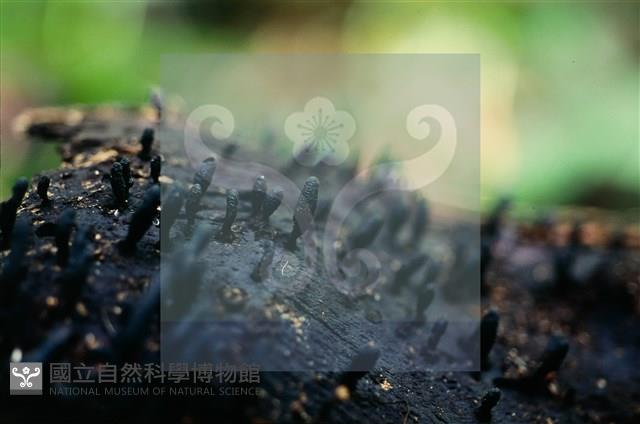 炭角菌屬藏品圖，第4張