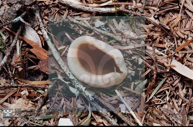 登錄號:F0003086藏品圖，第4張