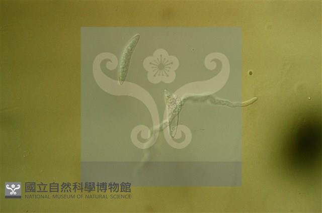 登錄號:F0008936藏品圖，第4張