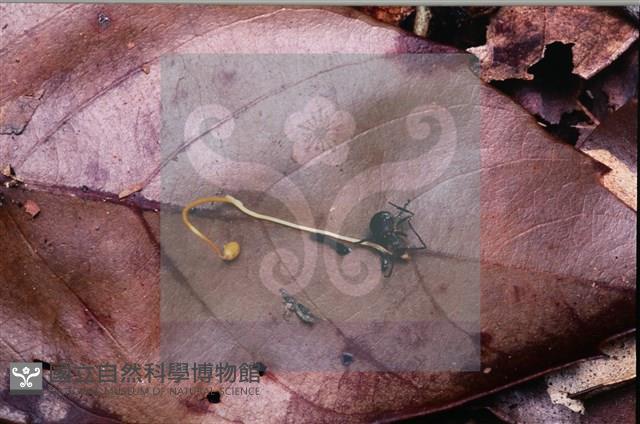 登錄號:F0007676藏品圖，第3張