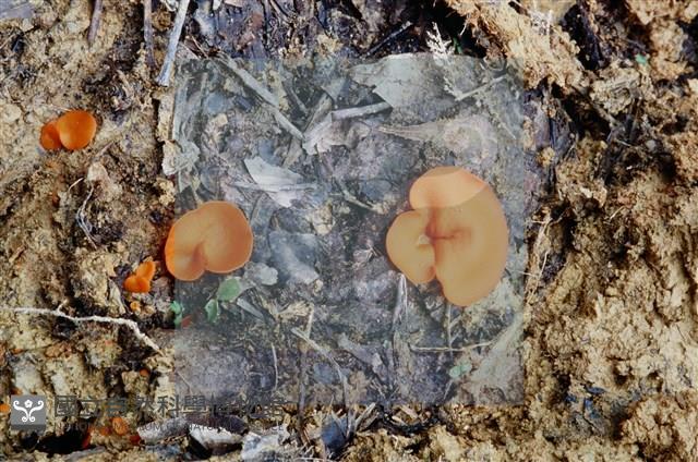 登錄號:F0004076藏品圖，第4張