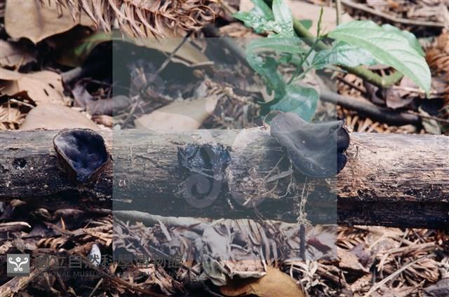 登錄號:F0003076藏品圖，第4張