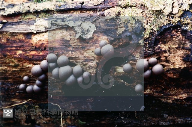 登錄號:F0005376藏品圖，第3張