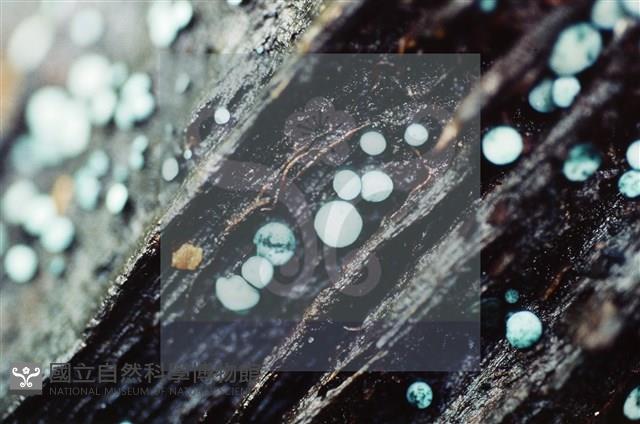 登錄號:F0009861藏品圖，第3張