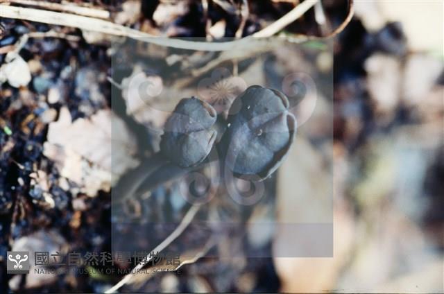 登錄號:F0003461藏品圖，第4張