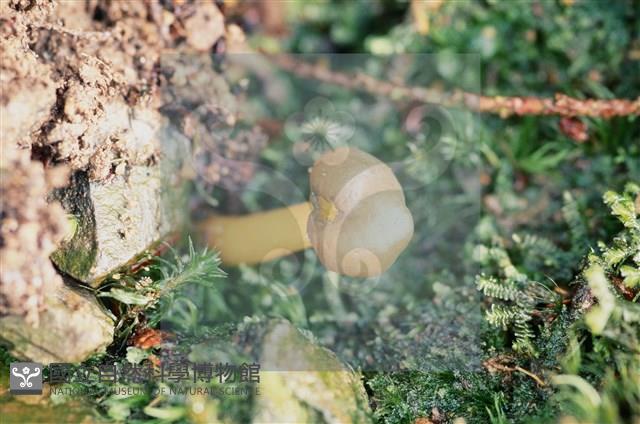 登錄號:F0009821藏品圖，第4張