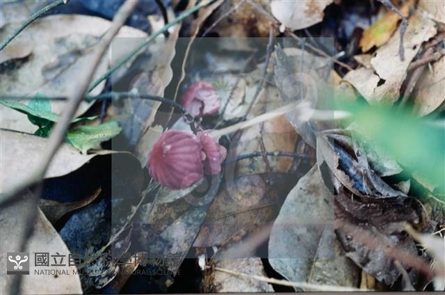 登錄號:F0015621藏品圖，第3張