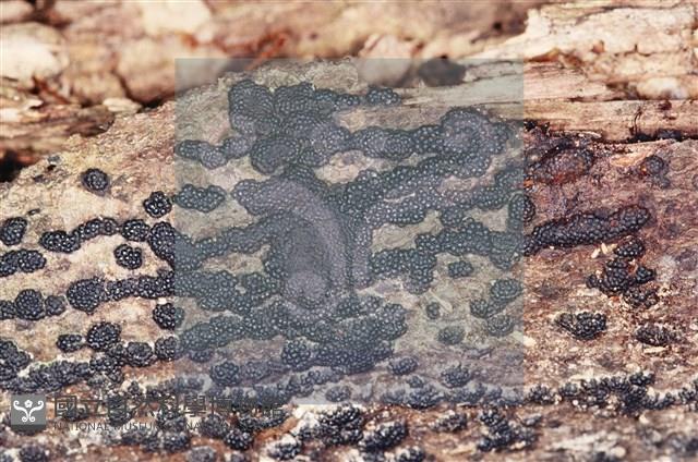 登錄號:F0001901藏品圖，第3張